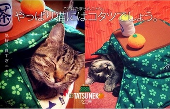 こたつ猫_UPA-25_cat-in-a-Kotatsu.jpg