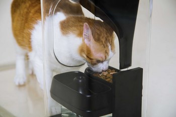 bistro-eating-cat.jpg