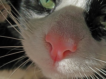cats_nose.jpg