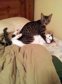 double_take_03_cats having sex a normal position.jpg